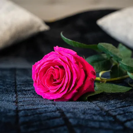 شقة Timeless Elegance *